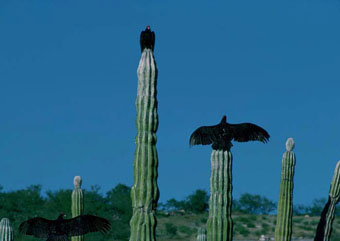 Cactus con cuervos
